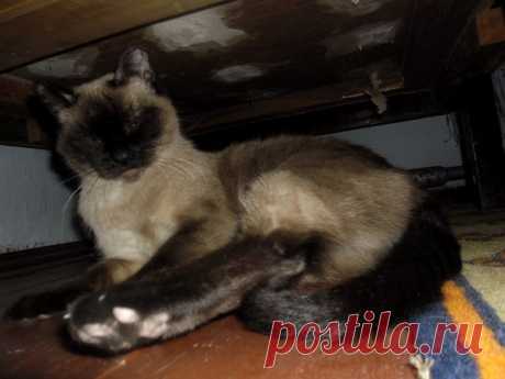 Опять внуки приехали