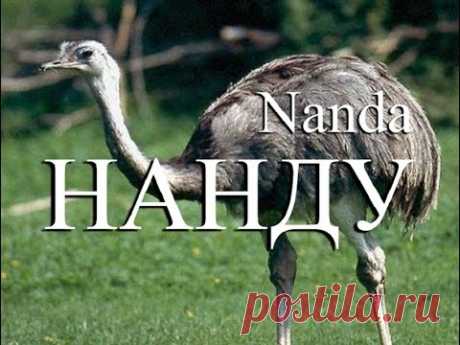 Нанду — Nanda - YouTube
