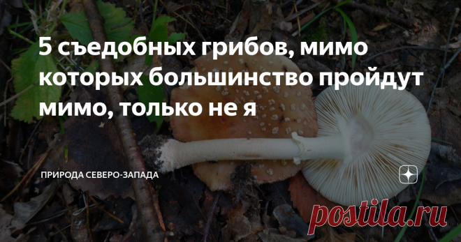 5 съедобных грибов, мимо которых большинство пройдут мимо, только не я До тех пор пока я не увлеклась микологией, знать не знала о съедобности перечисленных грибов. Кто бы мне сказал, что они съедобные, то усомнилась. Вид у них не сильно презентабельный. 1. Строфария сине-зелёная (Stropharia aeruginosa) Вот это реально какое-то инопланетное существо. В природе голубой или синий цвет грибов довольно редок. А вот цветы синего цвета - пожалуйста. А грибов что-то не очень. Нап...