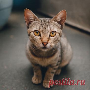 Мама Худышка - OGADANIE.RU