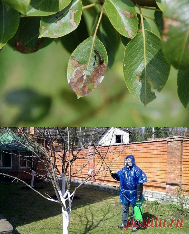 Болезни и вредители груши: найти и обезвредить