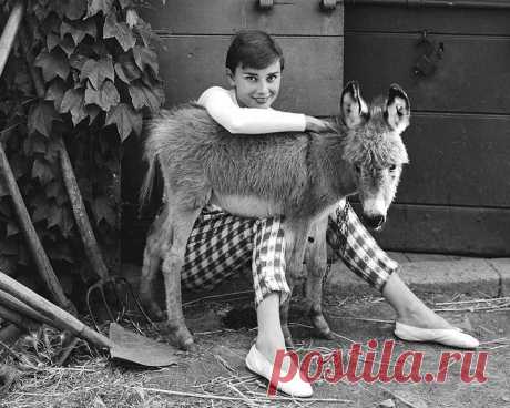20 редчайших фотографий Одри Хепберн, которые откроют тебе ее с совершенно другой стороны.