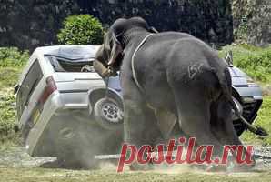 Funny-Elephant-31.jpg (298×200)
