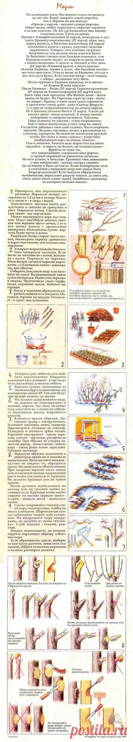 Что делать в саду в марте