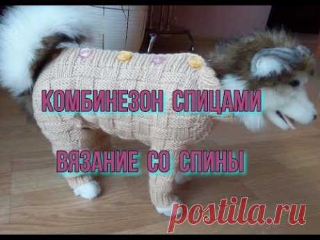 Комбинезон для собаки с застежкой на спине. Вязание со спины.