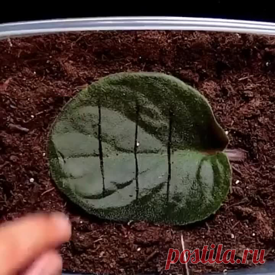 Как вырастить фиалку