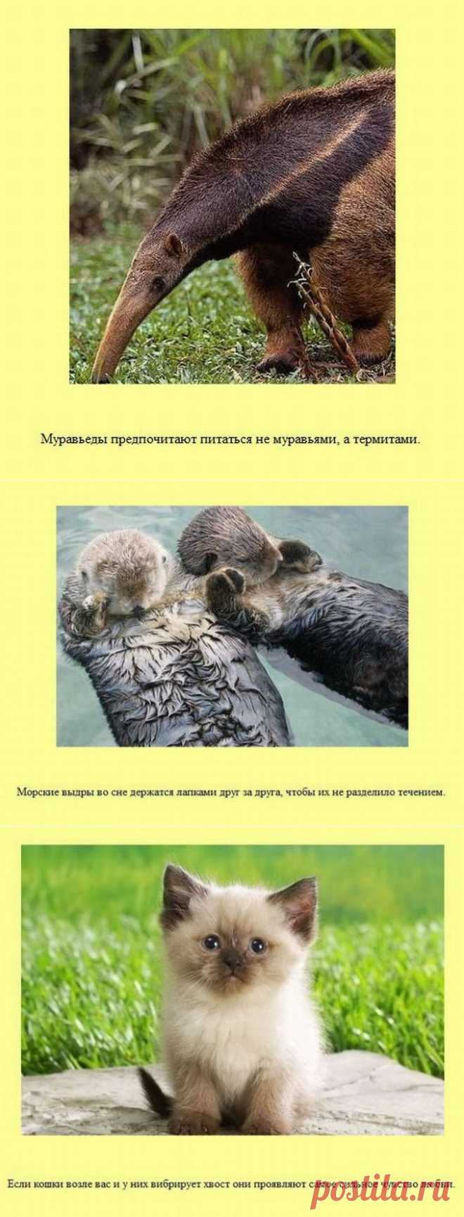 Просто интересные факты | Русское поле
