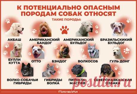 Потенциально опасные породы собак