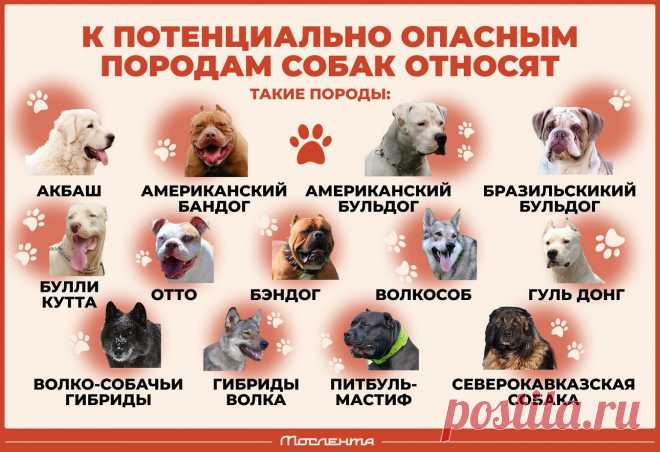 Потенциально опасные породы собак