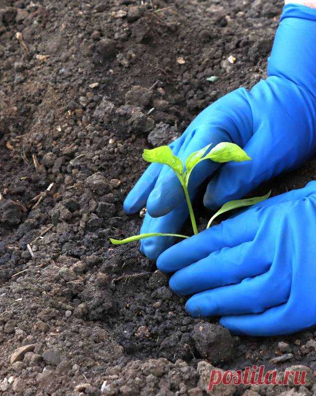 Какие культуры можно посадить на огороде до конца мая — Домашние