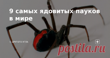 9 самых ядовитых пауков в мире Есть люди, у которых пауки вызывают панический ужас. Но и у большинства других членистоногие вызывают отрицательные эмоции. И они вполне оправданы, так как среди этого вида много смертельно опасных существ, встреча с которыми ничем хорошим не заканчивается. Какие пауки самые ядовитые? Как защитится от них, и спасти свою жизнь? ТОП-9 самых опасных пауков на планете! 1. Желтосумый паук Этот вид является лидером по количеству укушенных в мире. О...
