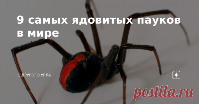9 самых ядовитых пауков в мире Есть люди, у которых пауки вызывают панический ужас. Но и у большинства других членистоногие вызывают отрицательные эмоции. И они вполне оправданы, так как среди этого вида много смертельно опасных существ, встреча с которыми ничем хорошим не заканчивается. Какие пауки самые ядовитые? Как защитится от них, и спасти свою жизнь? ТОП-9 самых опасных пауков на планете! 1. Желтосумый паук Этот вид является лидером по количеству укушенных в мире. О...