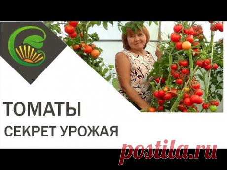 Самый важный секрет большого урожая томатов