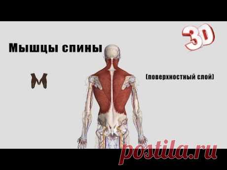 Поверхностные мышцы спины - детальный обзор 3д