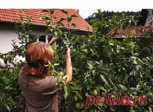 Летняя регулирующая обрезка семечковых и косточковых деревьев