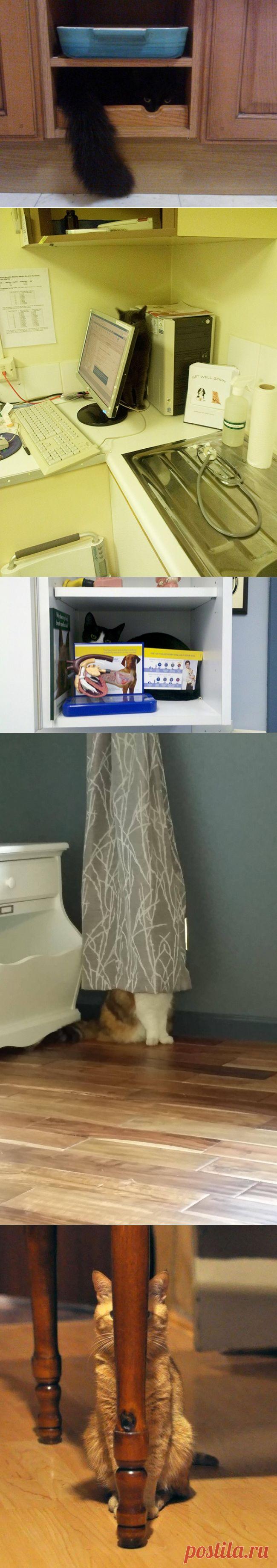 16 котов, которые думают, что отлично спрятались