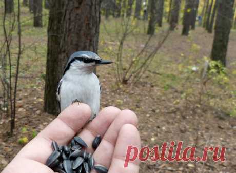 Птички | Записи в рубрике Птички | Дневник nnadink