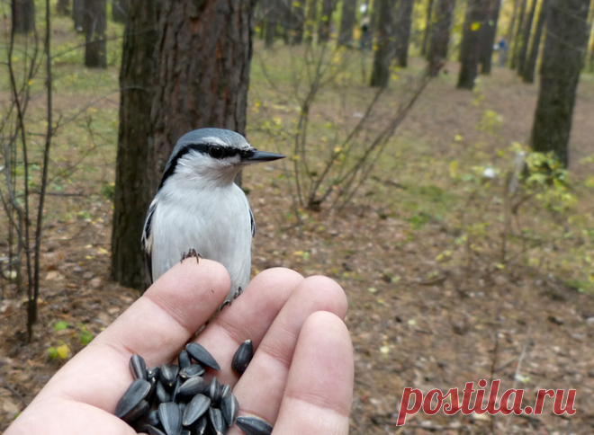 Птички | Записи в рубрике Птички | Дневник nnadink