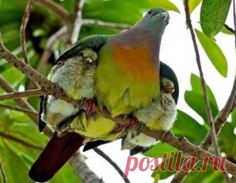 Как тепло у мамочки под крылышком!