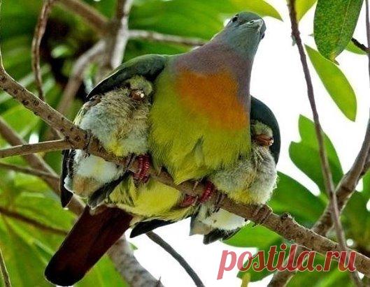 Как тепло у мамочки под крылышком!