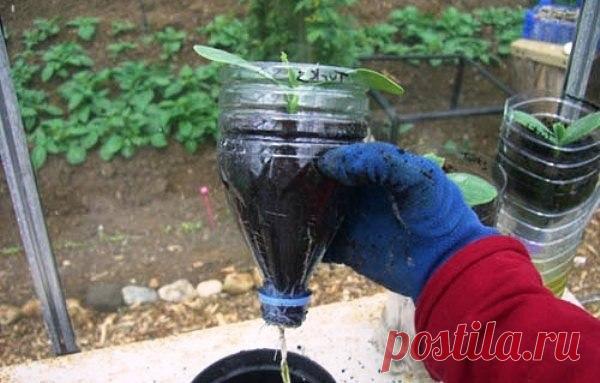 СОДА ДЛЯ ОГОРОДА-полезные советы