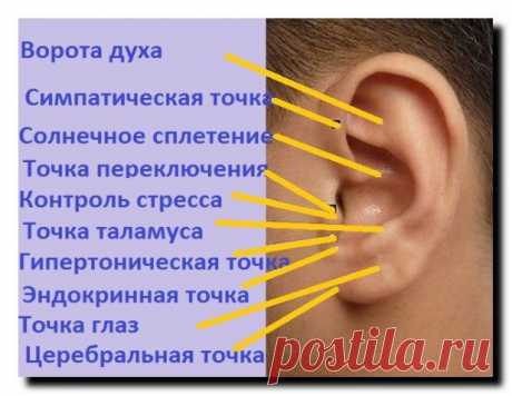 Активные точки для массажа ушных раковин | Виорин
