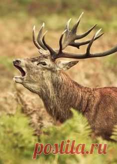 Как летают скаты. Потрясающее видео / Surfingbird - мы делаем интернет лучше