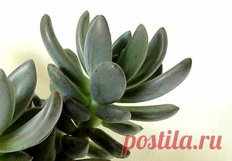 Пахифитум (Pachyphytum)