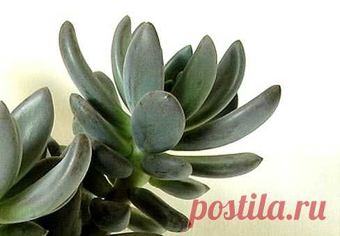 Пахифитум (Pachyphytum)