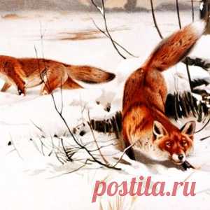 И не петух вовсе - МирТесен