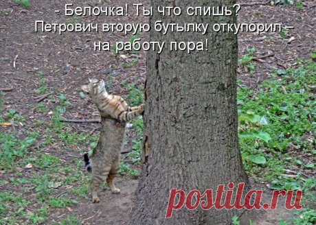 Новый выпуск с котиками - 13 февраля - страница 4