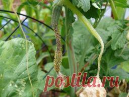 Тля на огурцах - Садоводка