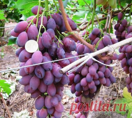 Особенности гибридной формы винограда «Ася»