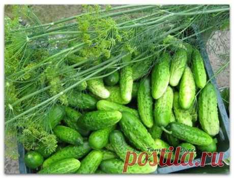 Огурцы. Как собрать 60 вёдер с 7-ми метровой грядки. 
 
Опытные огородники получают первый урожай огурцов уже в начале июня! Все секреты урожайной огуречной грядки: 
 
‣ Делаем теплую грядку, т. е. выкапываем траншею по середине грядки (сажаем огурцы в один ряд) на полтора штыка лопаты в глубину. 
‣ Заполняем ее на треть отходами огородными от прошлого года. 
‣ Кладем навоз желательно тоже прошлого года. 
‣ Добавляем золу, удобрение нитроамофоска и немного земли, перемешиваем. 
‣ Сверху насыпаем