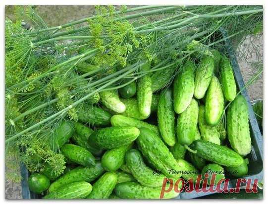 Огурцы. Как собрать 60 вёдер с 7-ми метровой грядки. 
 
Опытные огородники получают первый урожай огурцов уже в начале июня! Все секреты урожайной огуречной грядки: 
 
‣ Делаем теплую грядку, т. е. выкапываем траншею по середине грядки (сажаем огурцы в один ряд) на полтора штыка лопаты в глубину. 
‣ Заполняем ее на треть отходами огородными от прошлого года. 
‣ Кладем навоз желательно тоже прошлого года. 
‣ Добавляем золу, удобрение нитроамофоска и немного земли, перемешиваем. 
‣ Сверху насыпаем