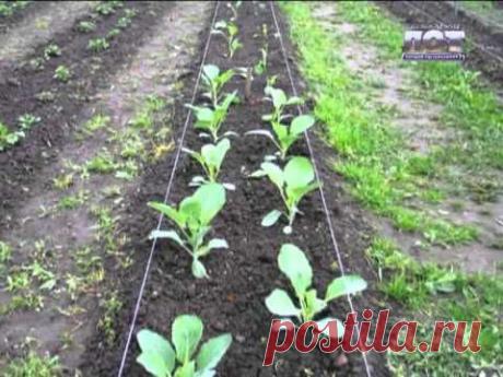 Удачи на даче. Методы выращивания овощей..