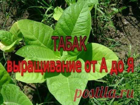 Табак. Выращивание от А до Я. Моя маленькая табачная плантация. - YouTube
