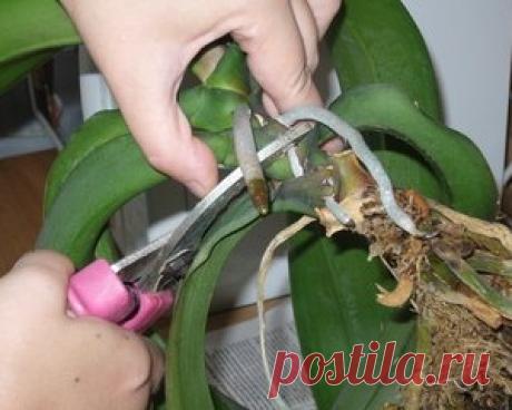 Как размножать орхидею фаленопсис