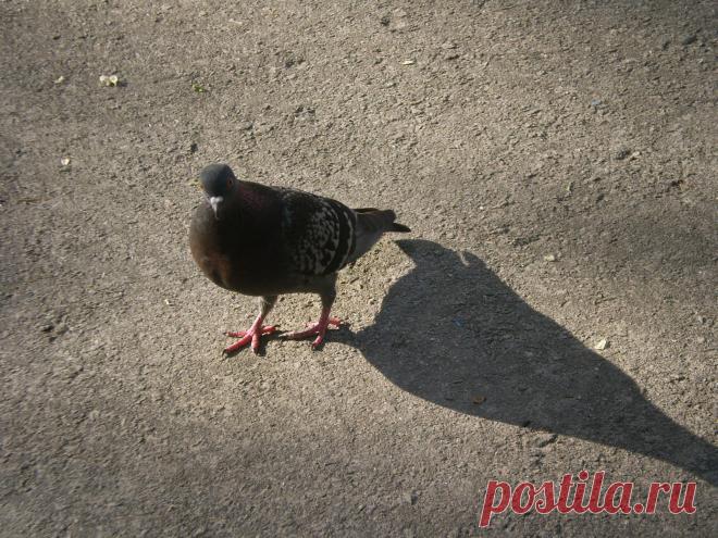 Голубь в парке))