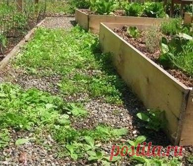 УНИЧТОЖИТЬ СОРНЯКИ