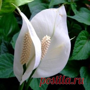 Какие цветочки должны быть дома обязательно