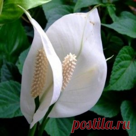 Какие цветочки должны быть дома обязательно