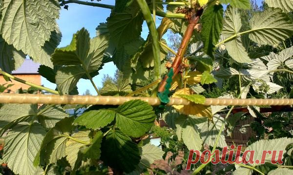 Записки старого ворчуна (продолжение) - благоустройство участка
