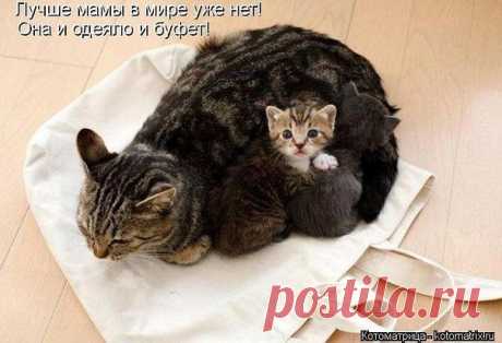 хорошо устроились...