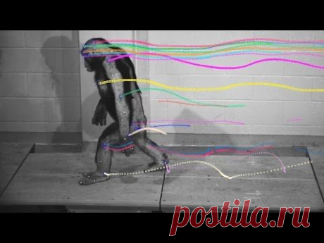 Походка человека и шимпанзе очень похожи | Все умницы