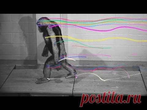 Походка человека и шимпанзе очень похожи | Все умницы