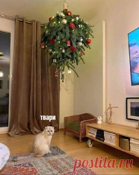 Новогодняя подборка смешных котов, которая точно Вас развеселит (11 фото). | Забавный Бим | Яндекс Дзен