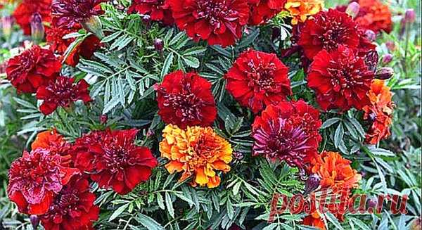 Сажаем БАРХАТЦЫ на рассаду без земли | Олин Огород | Яндекс Дзен