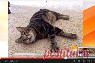 Кошку, спасшую четырехлетнего мальчика в США, пригласили на бейсбол | Люди | Общество | Аргументы и Факты