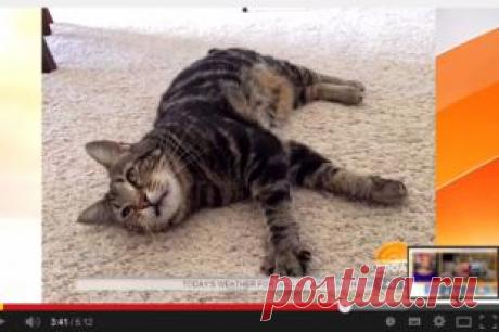 Кошку, спасшую четырехлетнего мальчика в США, пригласили на бейсбол | Люди | Общество | Аргументы и Факты